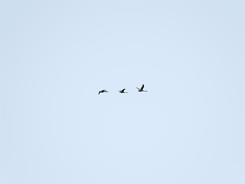 Freedom
